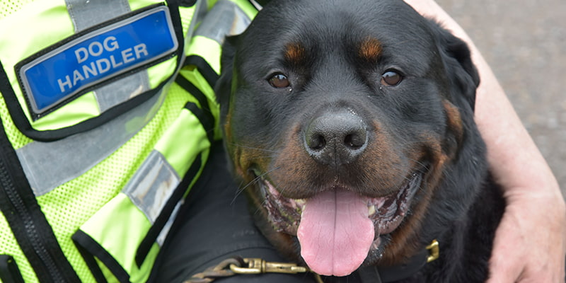 Dog Handler Deployment
